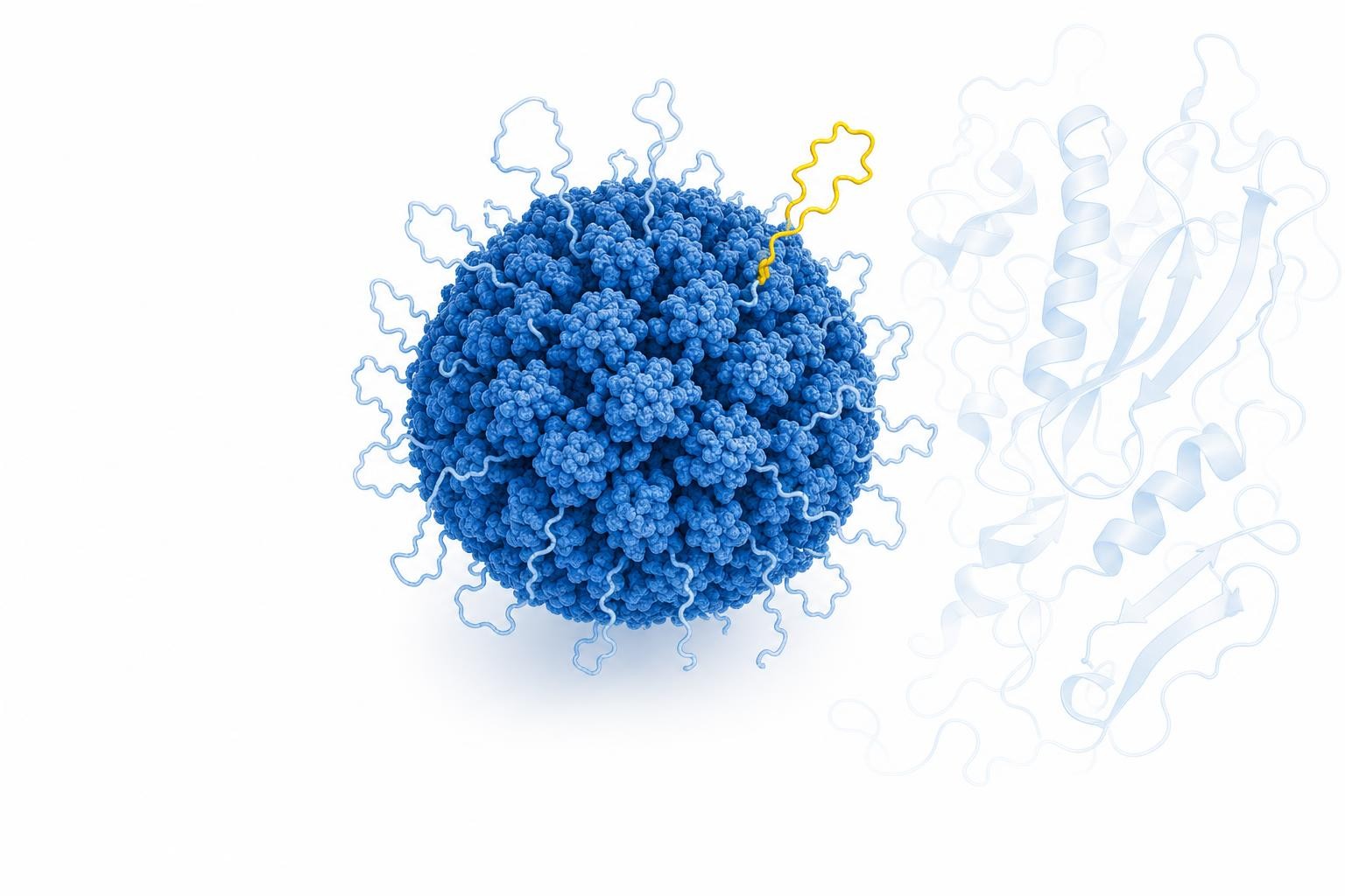 Minimal blue technical illustration on white: a spherical viral capsid whose surface sprouts small flexible protein loops extending outward, evoking a domain unfolding from inside the shell. Alongside it, a faint predicted-protein-ribbon motif suggesting computational structure prediction. Dominant Rentschler blue #006ab2 with paler tints; a single small #ffe000 yellow accent on one extended loop. Bright, high-key, generous white space, precise and scientific. No text, no logos, no clutter.